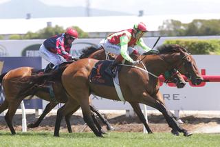 Julius (NZ) claims a hard fought victory in the G3 J Swap Contractors Sprint at Te Rapa on Saturday. Photo: Trish Dunell